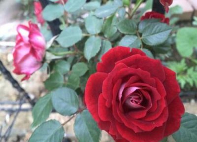 小女孩月季是藤本还是灌木 小女孩月季属于藤本还是灌木