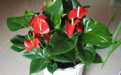 红掌花小苗不长是什么原因 叶子小长不高还不开花怎么回事