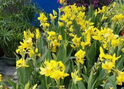 美人焦怎么留种子 留种与繁殖方法