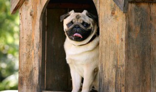 养小狗的好处和坏处 养小狗的利弊