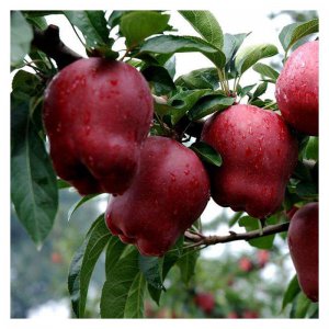 智慧果是什么水果 花牛苹果也被誉为“智慧果”