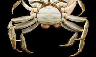 螃蟹怎么养才能更旺盛 养殖螃蟹的教程