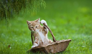 听见猫叫什么预兆 听见猫叫预示着什么