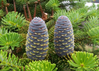 枞树是什么树 属于什么科植物