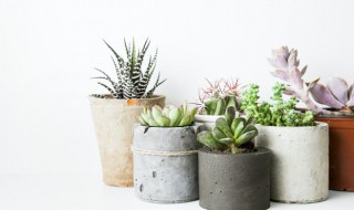 多肉怎么养又旺盛 多肉如何养