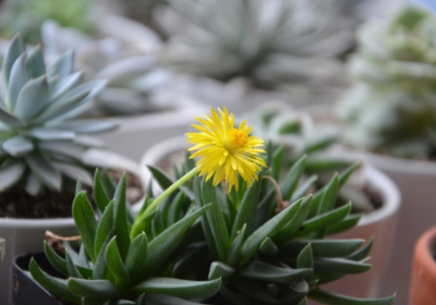 照波多肉养殖 照波多肉怎么养护出状态