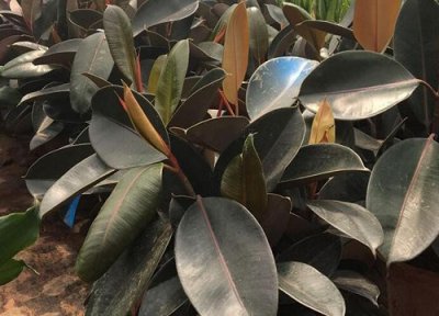 橡皮树扦插时间 橡皮树怎样扦插