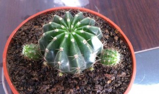 仙人球冬天怎么浇水 仙人球冬天的浇水技巧