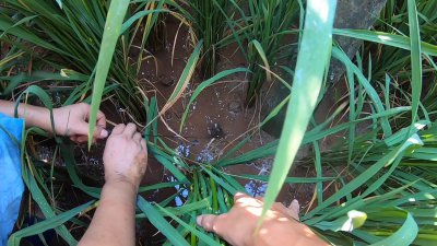 黄鳝是鱼吗好不好抓 关于黄鳝的生活环境及特点介绍