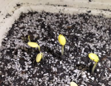 碱性土壤如何改良成酸性土壤 把土壤变成酸性最简单方法