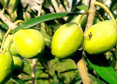 白榄的功效与作用 白榄的功效与作用及食用方法