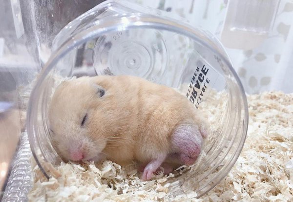 仓鼠一直睡觉正常吗