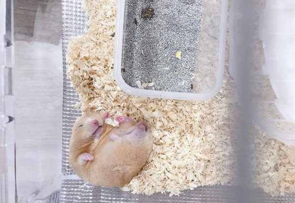 仓鼠一直睡觉正常吗