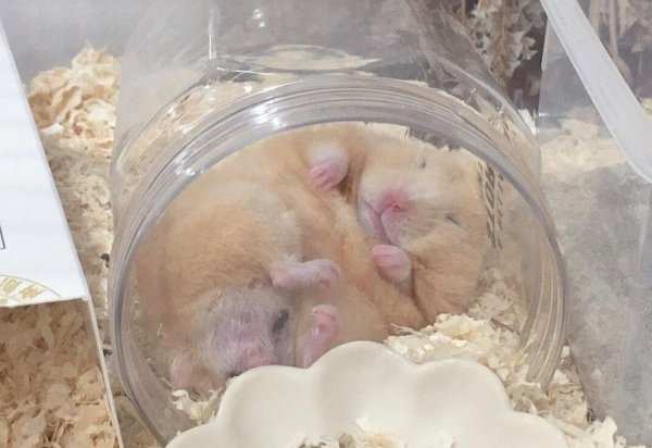 仓鼠一直睡觉正常吗