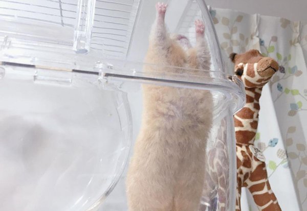 仓鼠一直睡觉正常吗