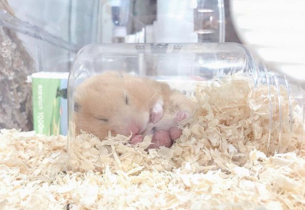 仓鼠一直睡觉正常吗