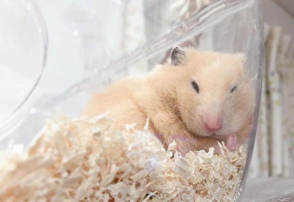 仓鼠一直睡觉正常吗