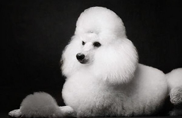 贵宾犬和泰迪有什么区别图片