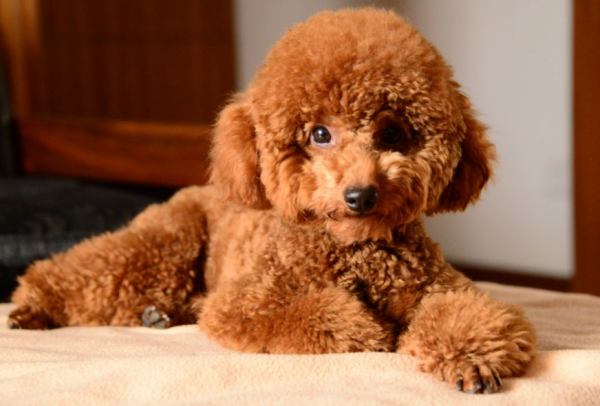 贵宾犬和泰迪有什么区别图片