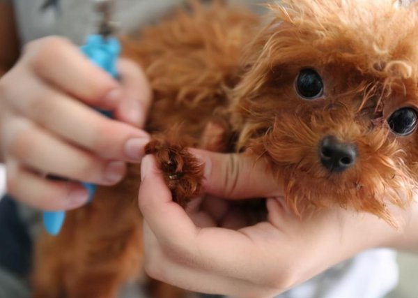 贵宾犬和泰迪有什么区别图片