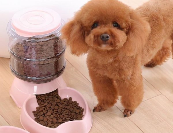 贵宾犬和泰迪有什么区别图片