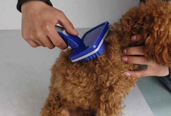 贵宾犬和泰迪有什么区别图片