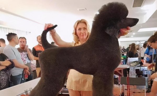 贵宾犬和泰迪有什么区别图片