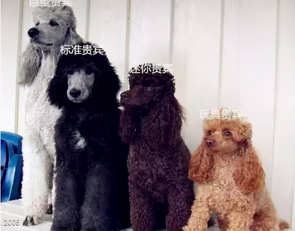 贵宾犬和泰迪有什么区别图片