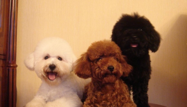 贵宾犬和泰迪有什么区别图片