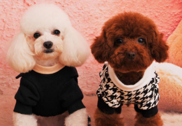 贵宾犬和泰迪有什么区别图片