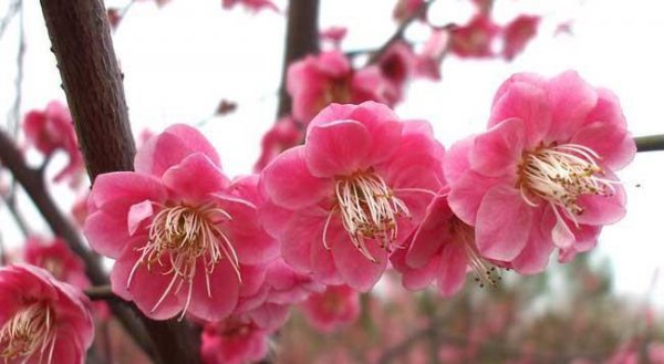 梅花的特点和精神