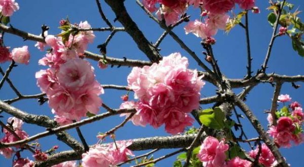 梅花的特点和精神