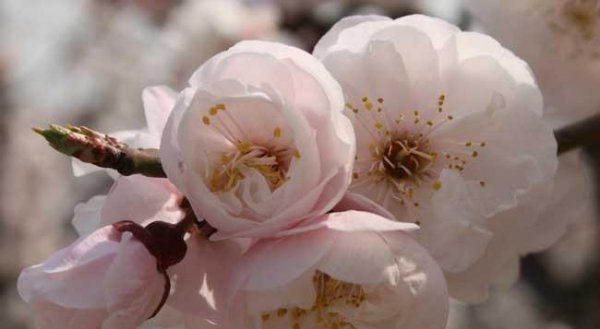 梅花的特点和精神