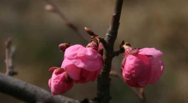 梅花的特点和精神