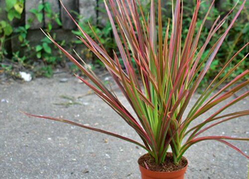 红边竹蕉怎么修剪