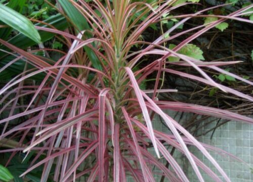 红边竹蕉怎么修剪