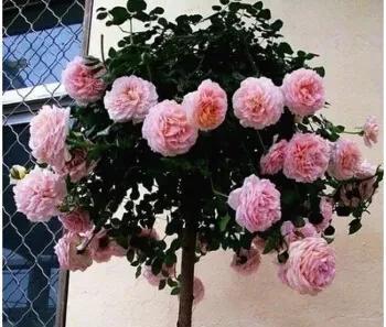 月季树用什么树嫁接好看易成活