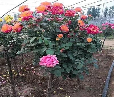 月季树用什么树嫁接好看易成活