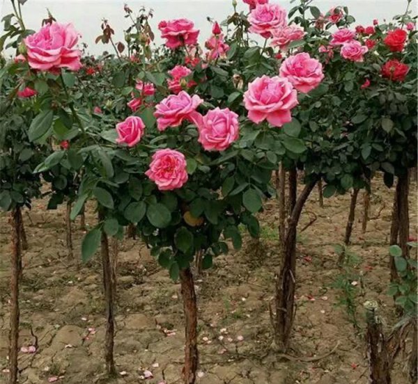 月季树用什么树嫁接好看易成活