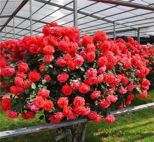 月季树用什么树嫁接好看易成活