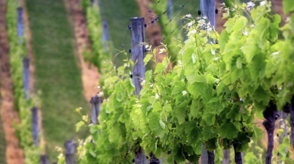 格局大必成大器的星座女