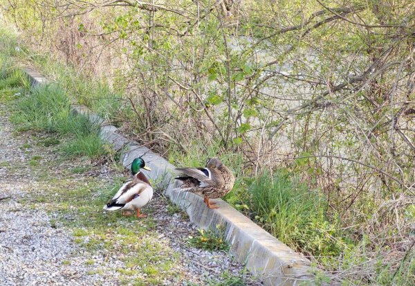 鸭子的寿命最长多少年