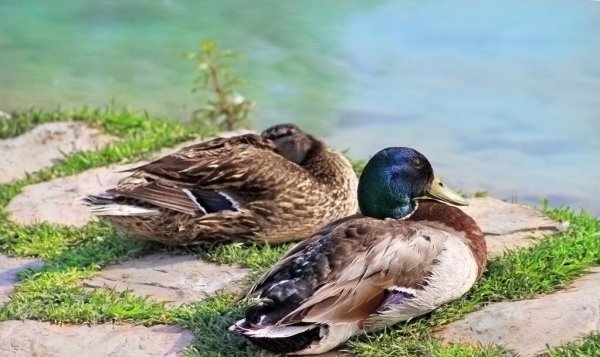 鸭子的寿命最长多少年