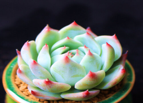 吉娃娃多肉怎么繁殖后代