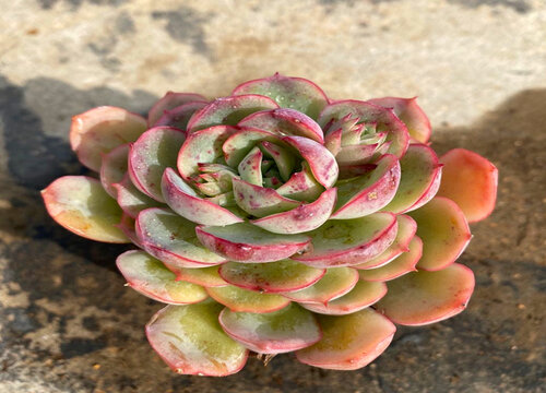 吉娃娃多肉怎么繁殖后代