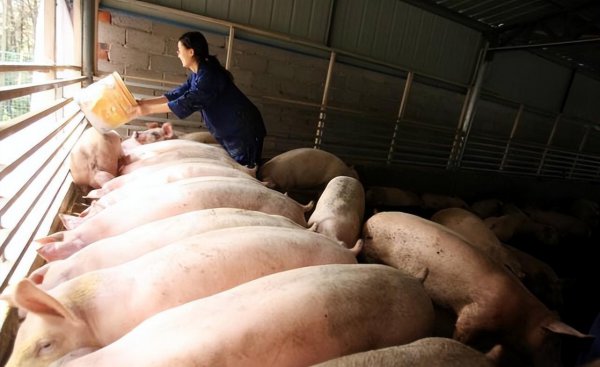 养100头猪国家补贴多少钱