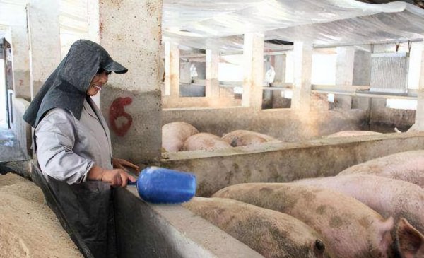 养100头猪国家补贴多少钱