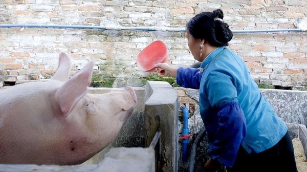 养100头猪国家补贴多少钱