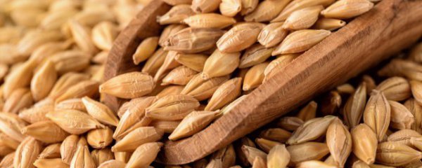 麦米的功效与作用禁忌