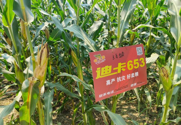 迪卡653玉米品种简介